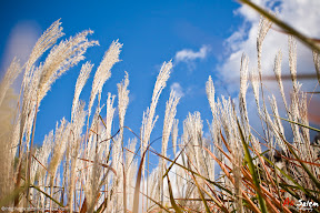 Jardin-des-floralies-5