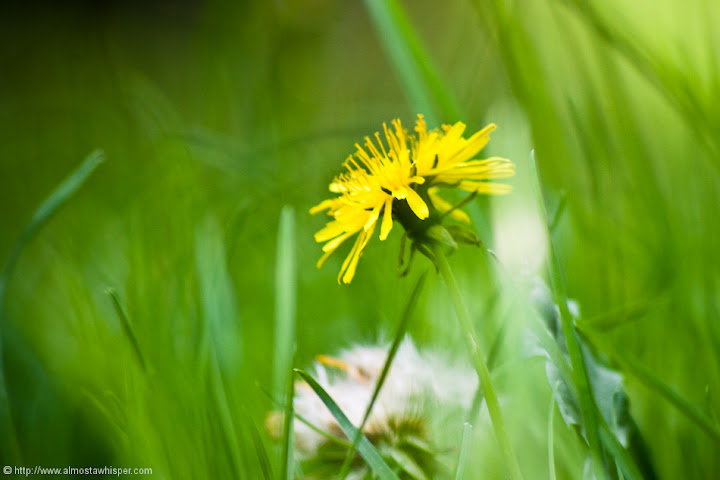 Ontario-photography_by_Ali-Salem-22