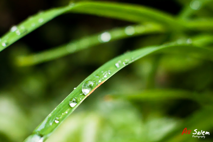 mount-royal-post-rain-3.jpg
