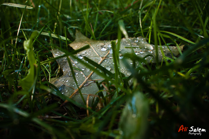 mount-royal-post-rain-5.jpg