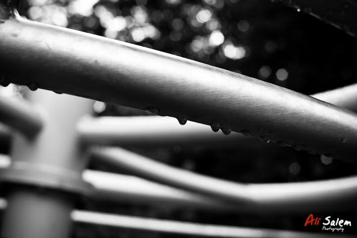 mount-royal-post-rain-6.jpg
