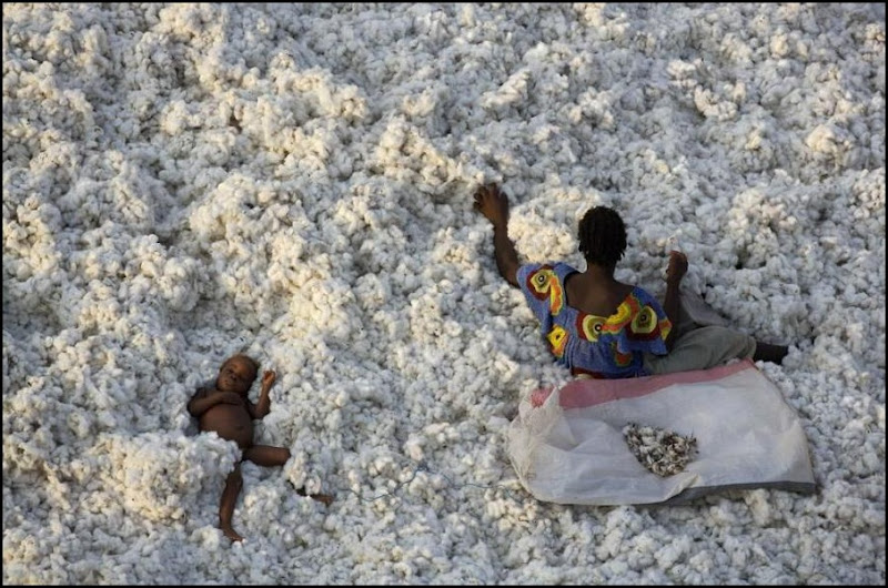 Cotton Harvesting