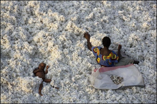 cotton harvesting around