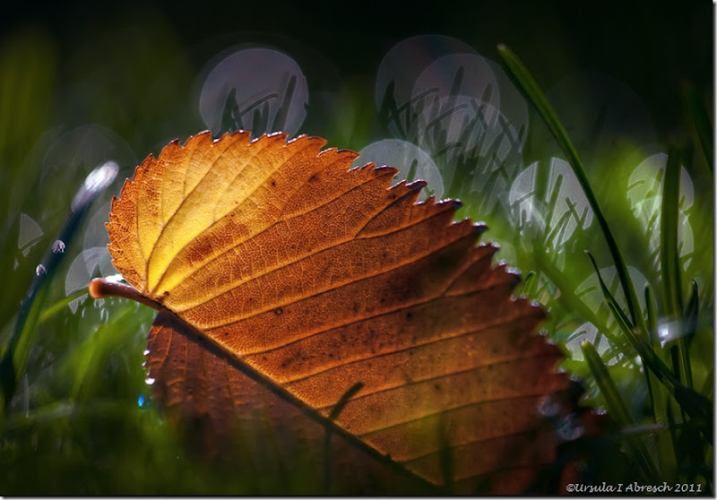 Fallen Ursula Abresch