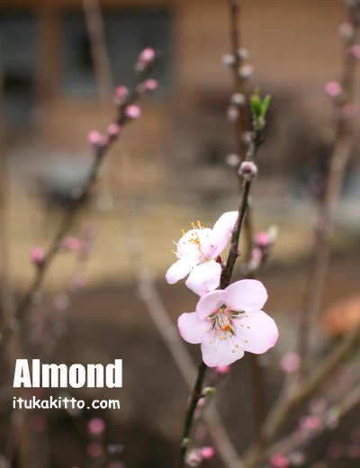 アーモンドの花が咲いた　in 　川の家