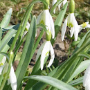 IMGP7495.JPG