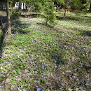 IMGP7436.JPG