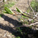 IMGP7451.JPG