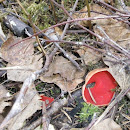 IMGP7474.JPG