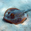 Bluespotted ribbontail ray