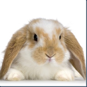 HASE