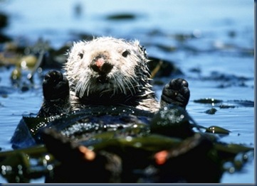 totem_otter