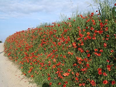 [provence-luberon011[3].jpg]