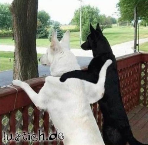 [1012-hunde-freunde[3].jpg]