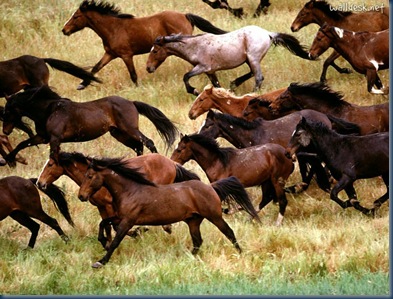 Wild-Mustangs,-Gardner-Ranch,-California