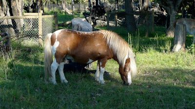 Estelle was fascinated by the ponies