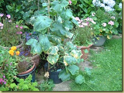 DSCF0008 DSCF0008