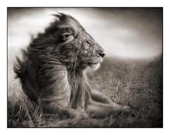 Lion before Storm #2, Maasai Mara 2006