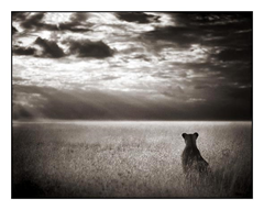 Lioness Looking Over Plains, Maasai Mara 2004 http://www.younggalleryphoto.com/photography/brandt/brandt.html