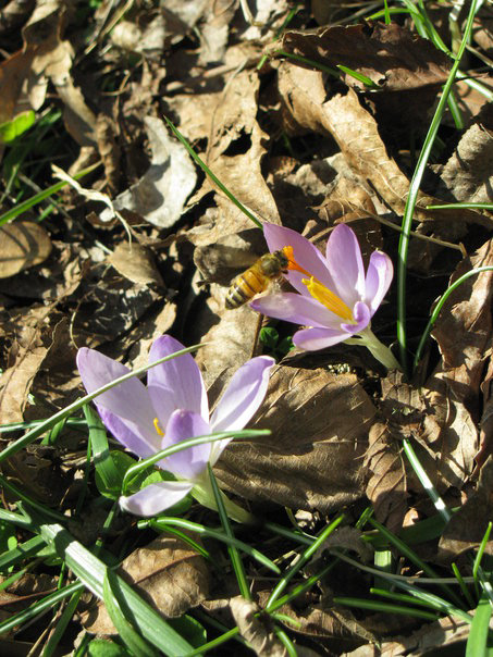 [crocus[4].png]