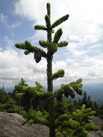 DSC01210.JPG