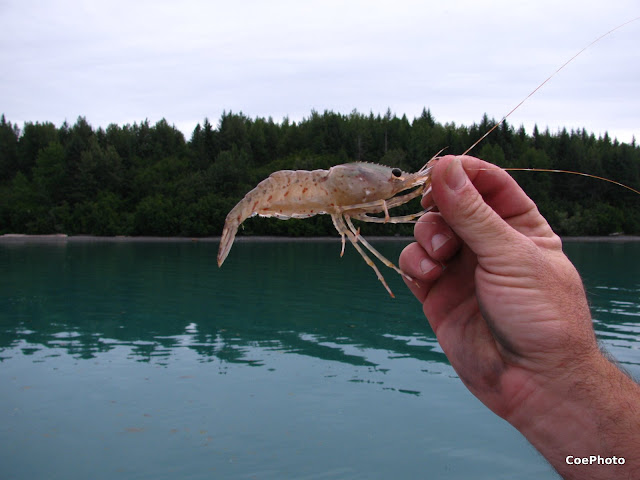 Shrimp