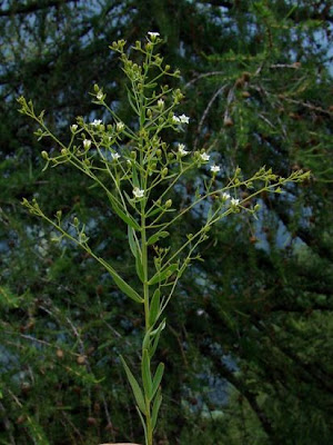 Bavarian Bastard Toadflax Bavarian Bastard Toadflax