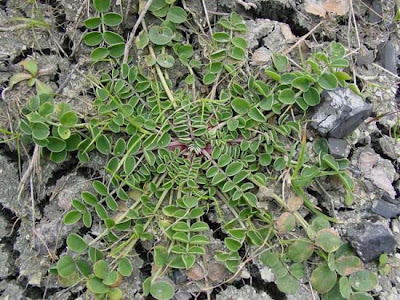 Sainfoin d'Espagne