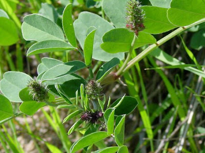 Sainfoin d'Espagne
