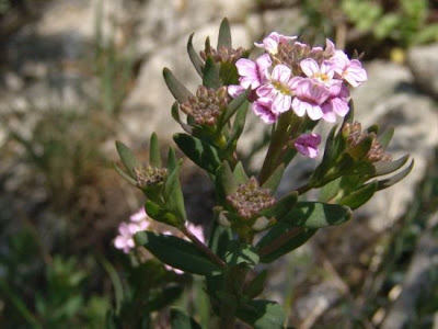 Burnt Candytuft Burnt Candytuft
