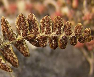 Ceterach officinarum DC.