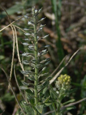Herbe de la rage