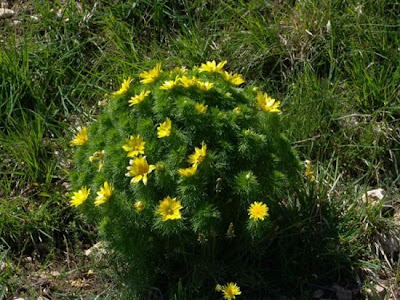 Oxeye