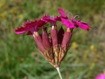 Dianthus carthusianorum L.