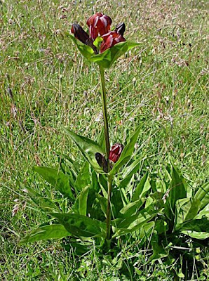 Genziana porporina Genziana porporina