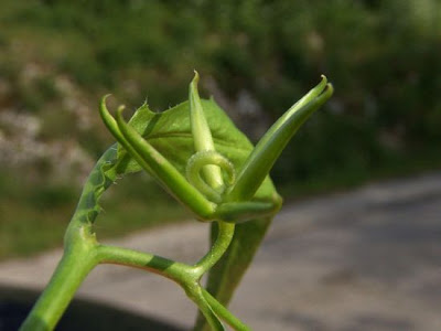 Radicchio stellato