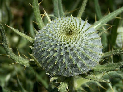 Cardo scardaccio Cardo scardaccio
