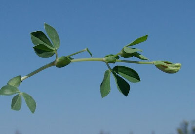 Veccia pisella Veccia pisella