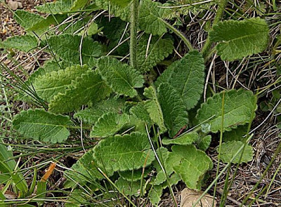 Stachys pradica (Zanted.) Greuter et Pign.