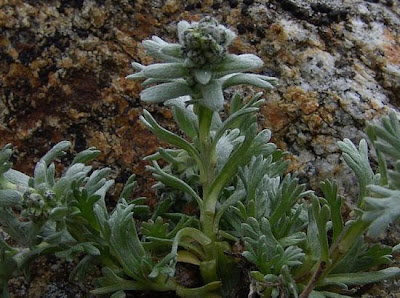 Artemisia genipi Stechm.