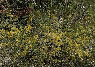 Ginestrella comune
