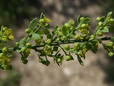 Ginestrella comune