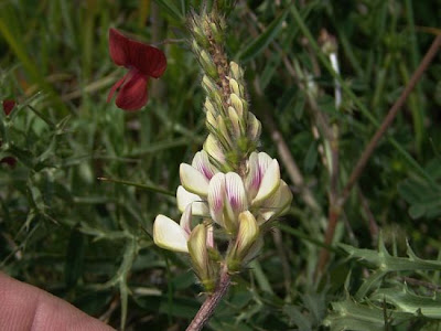 Lupinella bianca