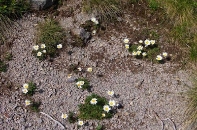 Alpen-Margerite Alpen-Margerite