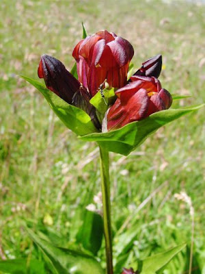 Genziana porporina Genziana porporina