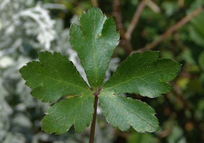 European sanicle