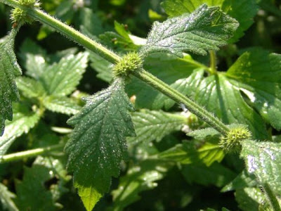 Gipsywort