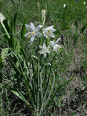 G. di S. Giovanni