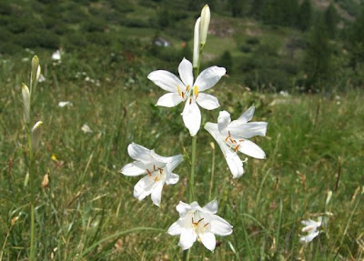 G. di S. Giovanni