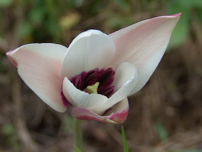 Lady tulip